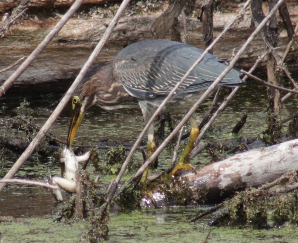 Green Heron - ML615320971