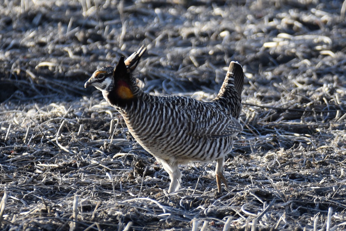 Greater Prairie-Chicken - ML615321079
