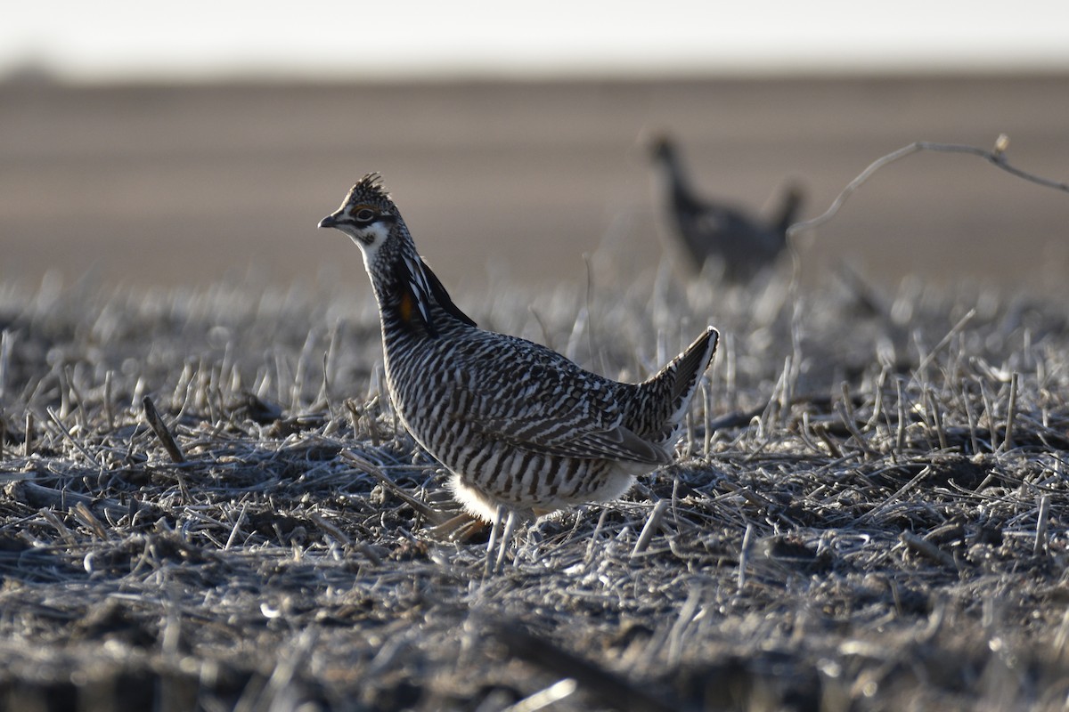 Greater Prairie-Chicken - ML615321080