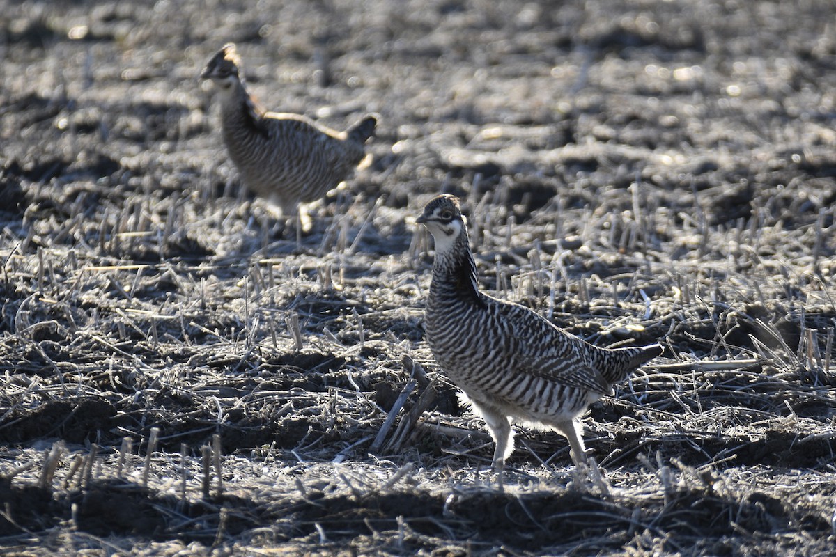 Greater Prairie-Chicken - ML615321081