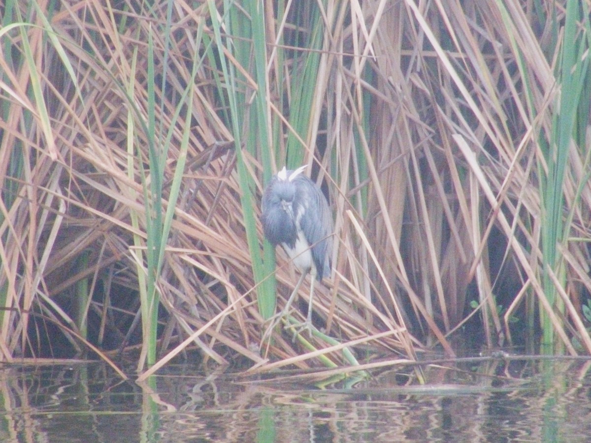 Tricolored Heron - ML615321106