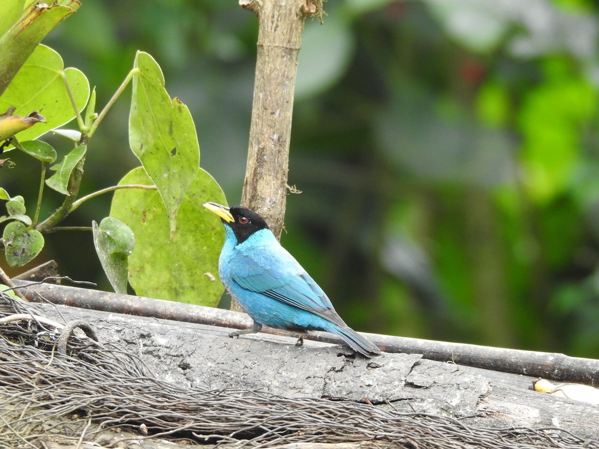 Green Honeycreeper - Ayde Solarte