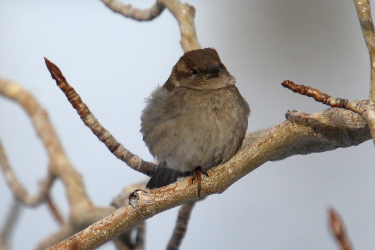 House Sparrow - ML615321172