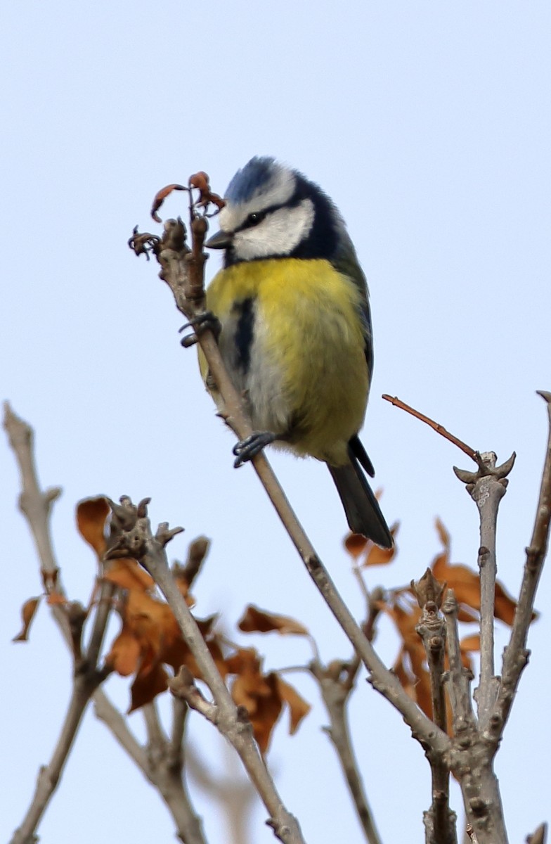 Eurasian Blue Tit - ML615321189