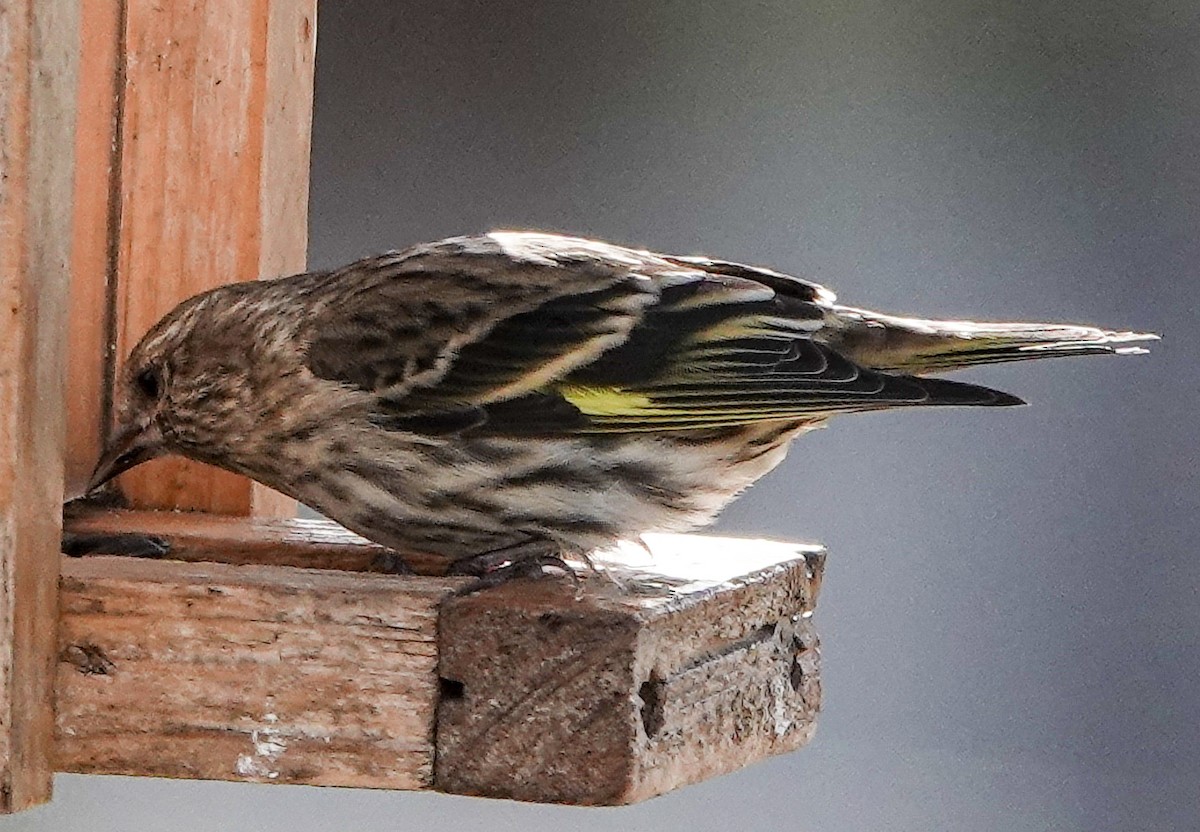 Pine Siskin - Grant Thompson