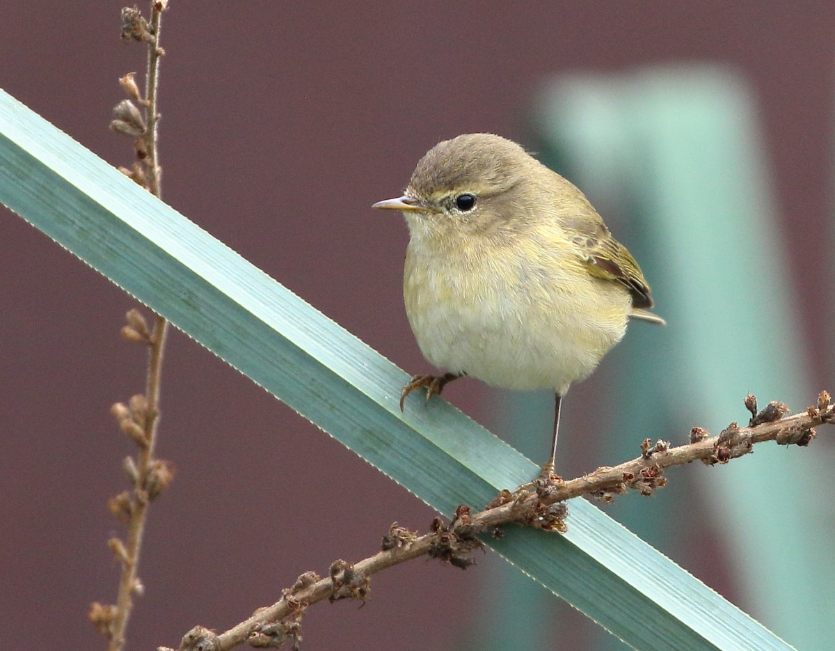 Common Chiffchaff - ML615321201