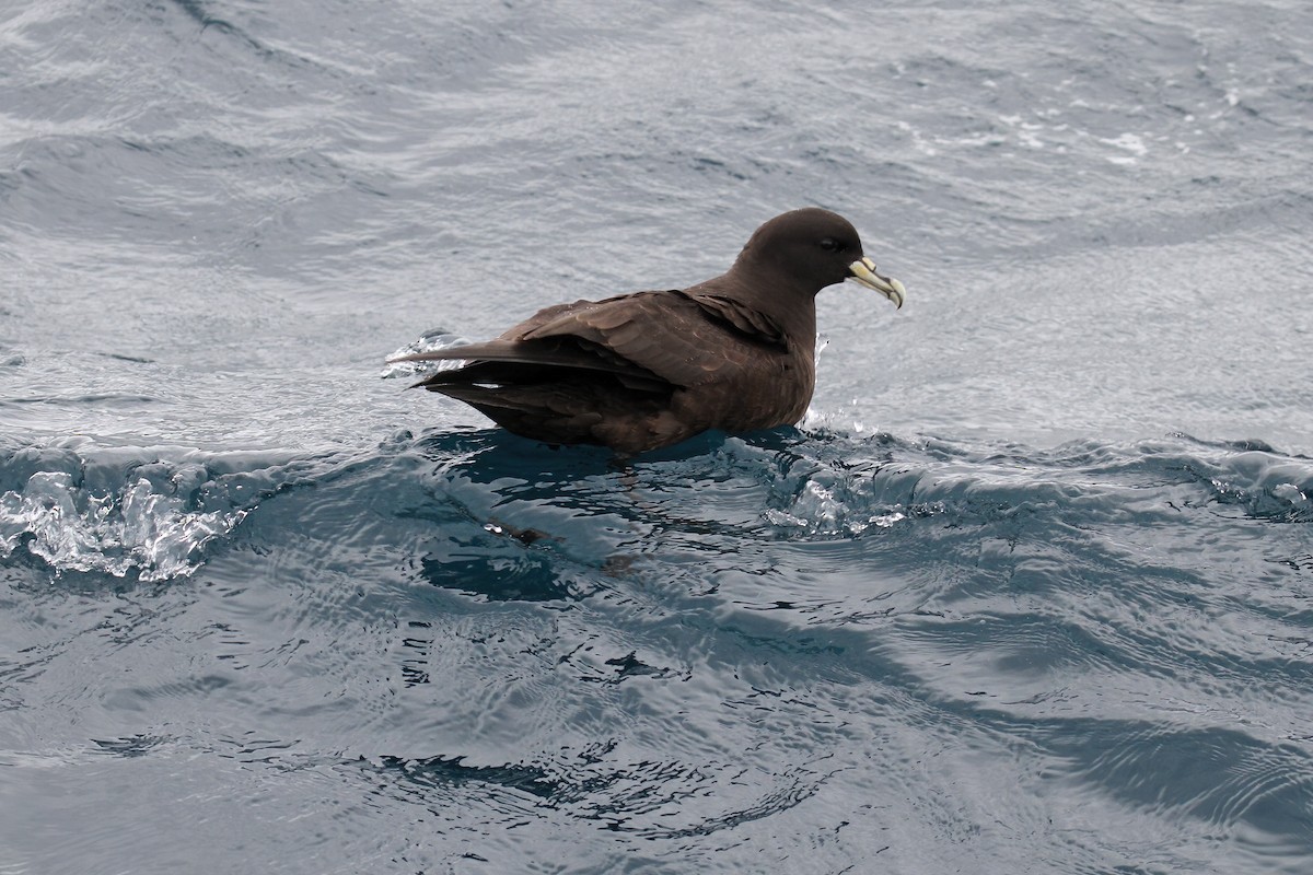 White-chinned Petrel - ML615321215