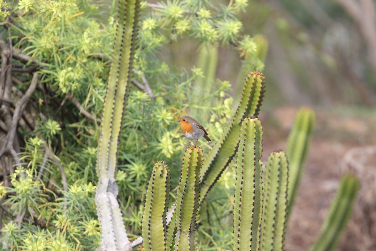 European Robin - ML615321219