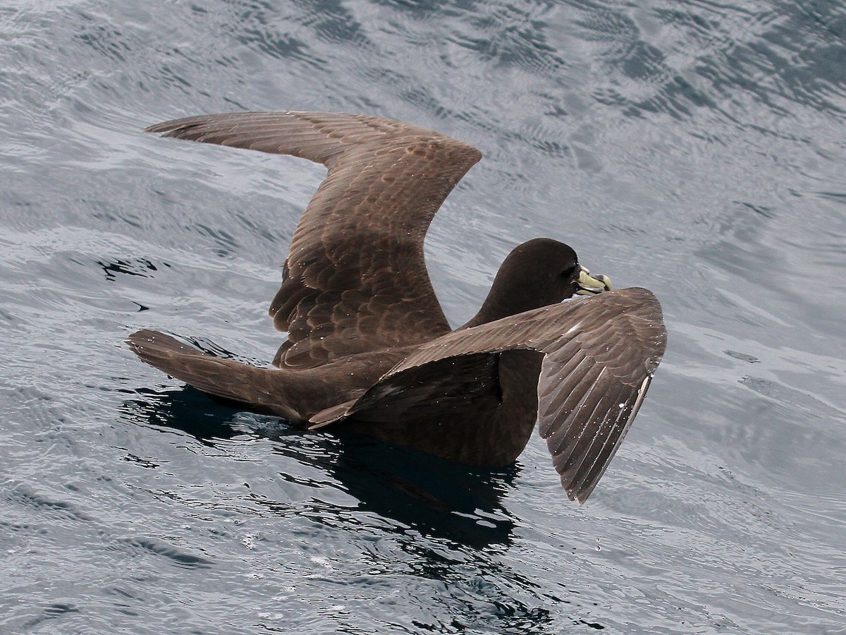 White-chinned Petrel - ML615321221