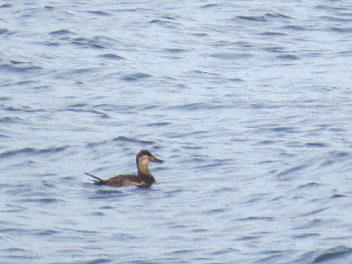 Ruddy Duck - ML615321248