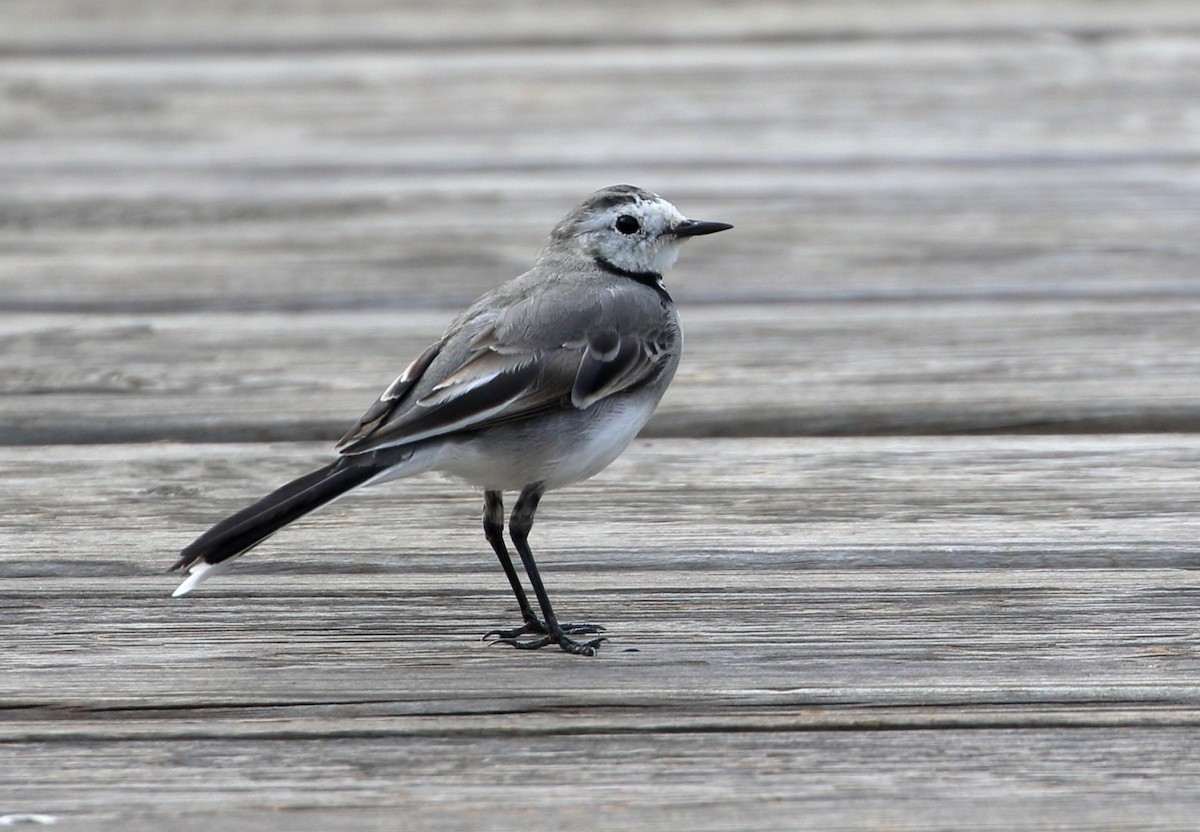 White Wagtail - ML615321252