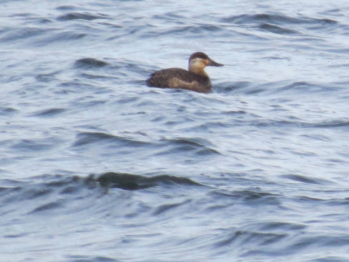 Ruddy Duck - ML615321256