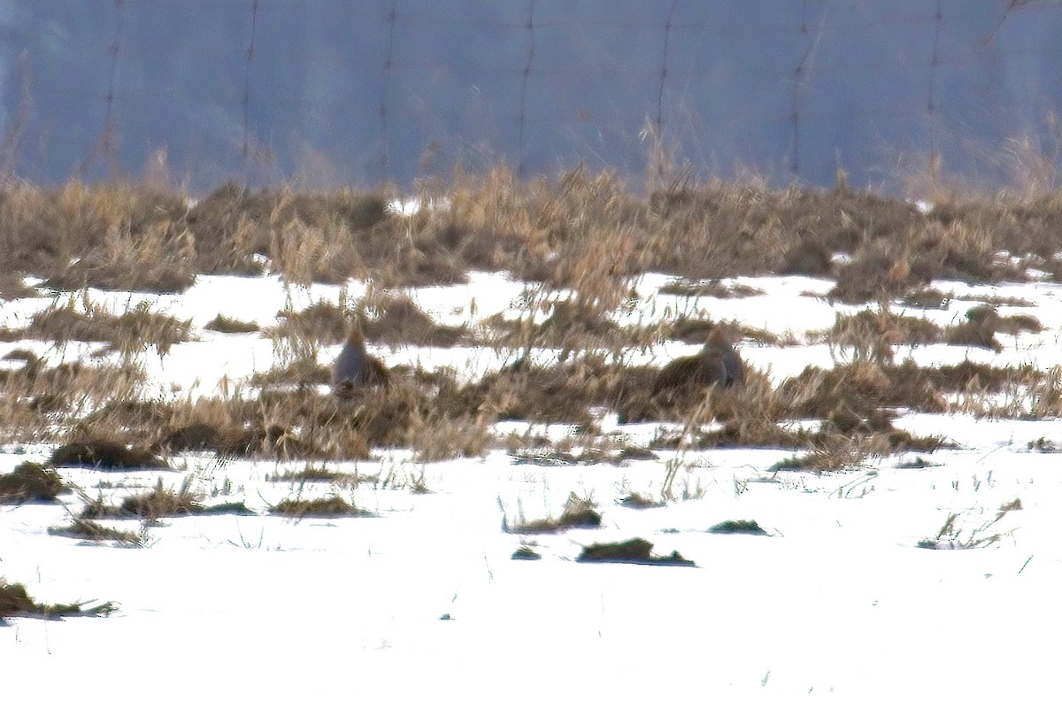 Куріпка сіра - ML615321257