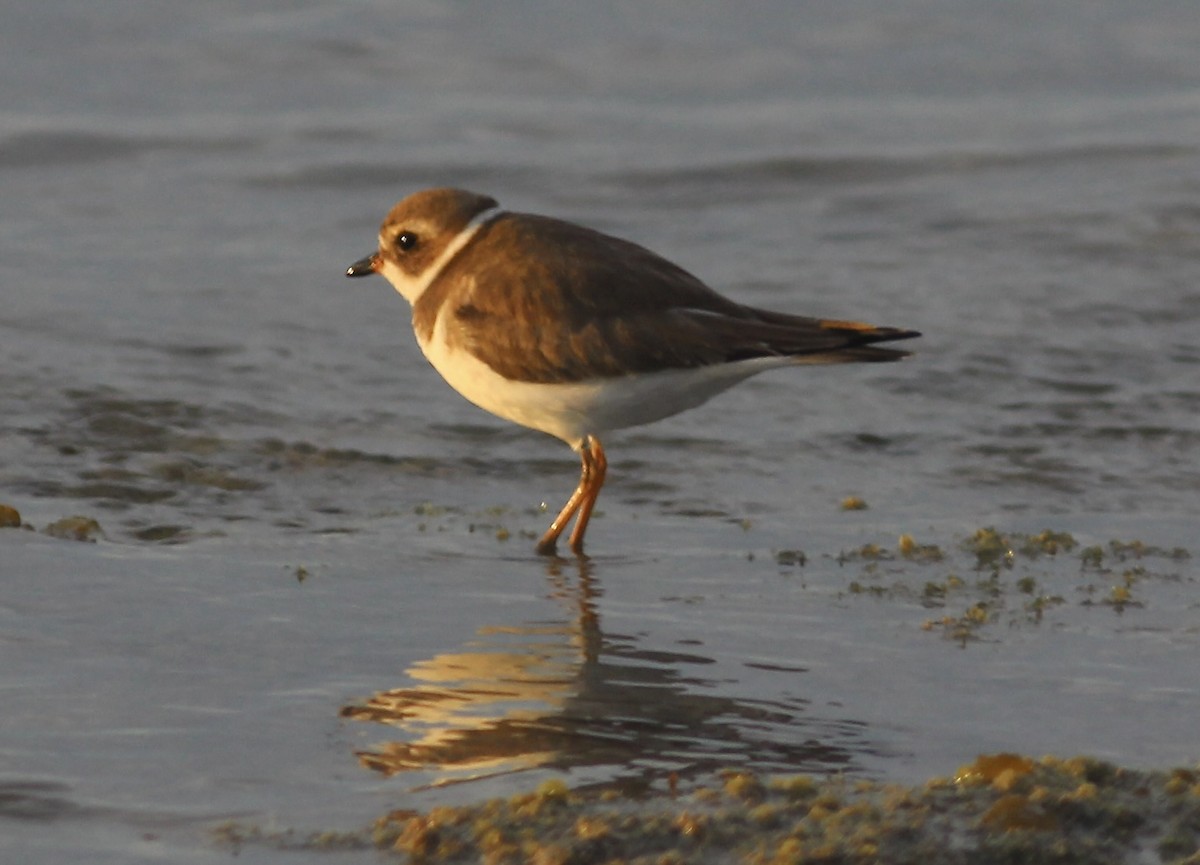 Semipalmated Plover - ML615321275