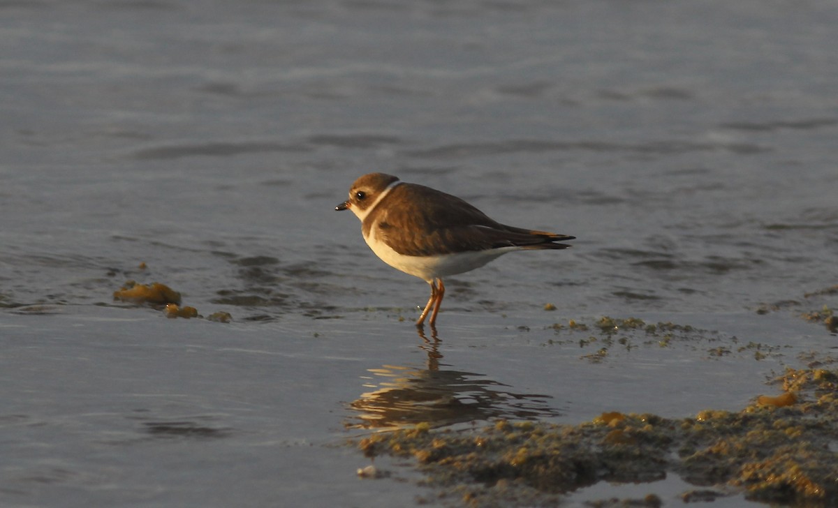Semipalmated Plover - ML615321276
