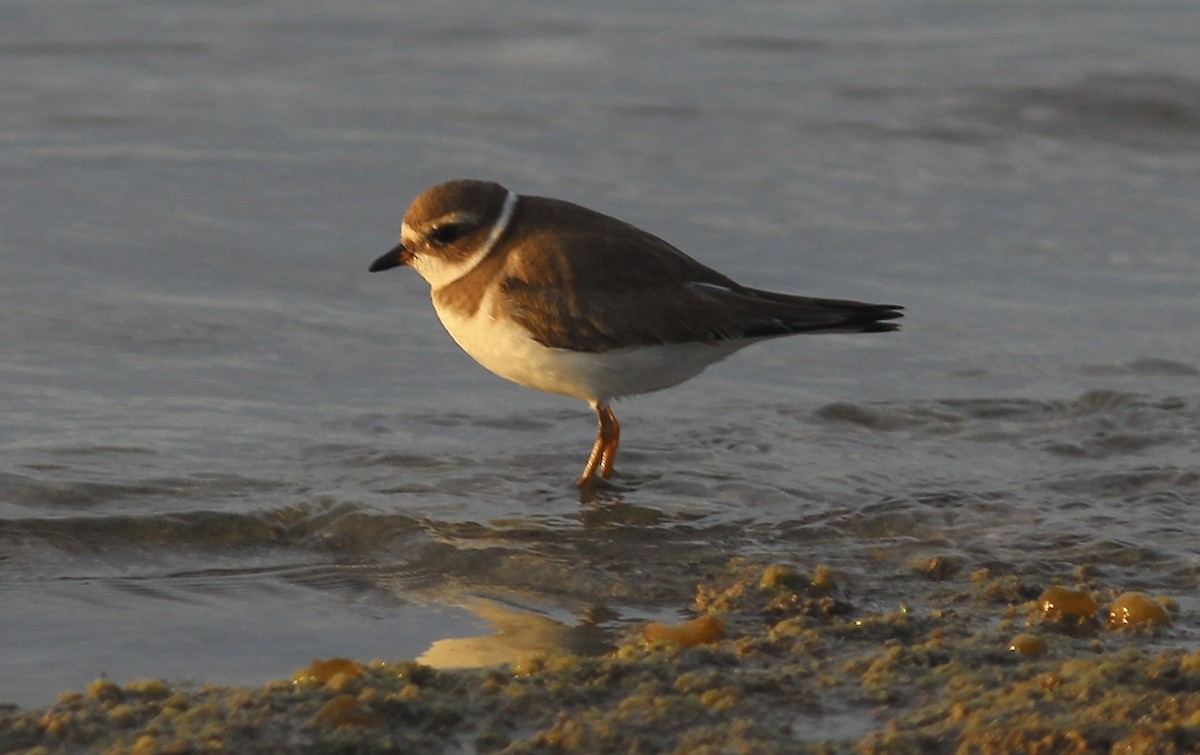 Semipalmated Plover - ML615321277