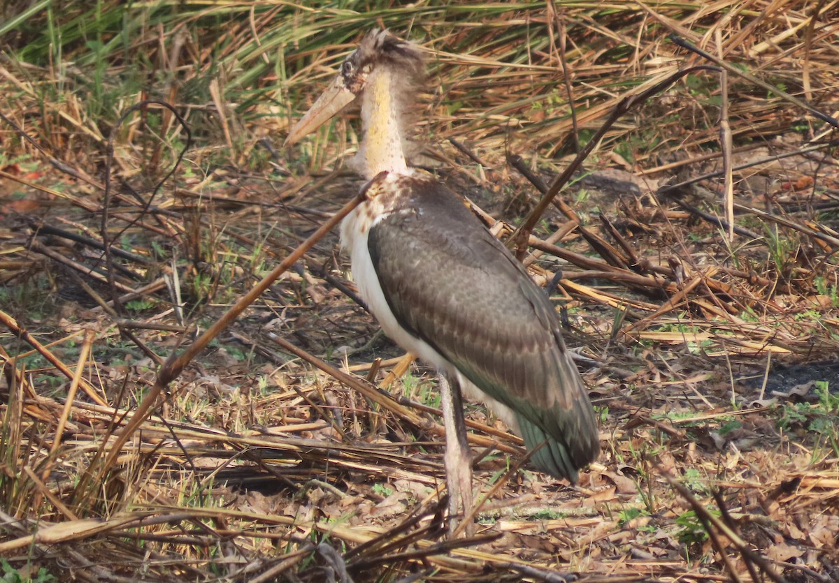 Lesser Adjutant - ML615321300