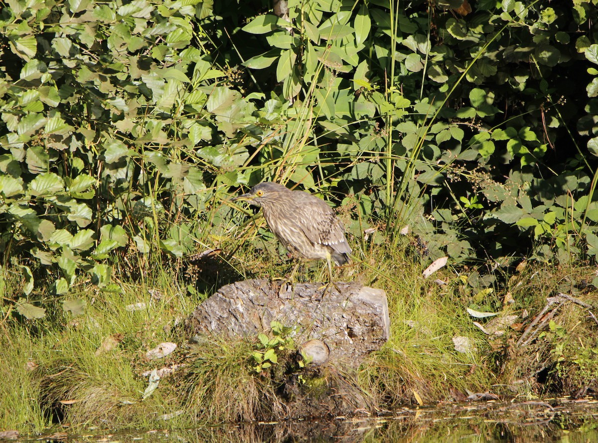 Black-crowned Night Heron - ML615321309