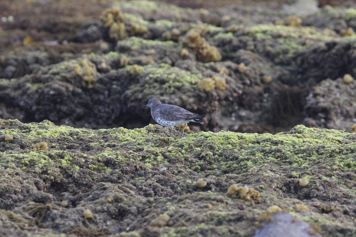 Surfbird - ML615321315