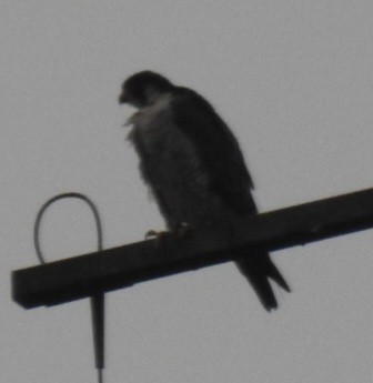 Peregrine Falcon - ML615321345