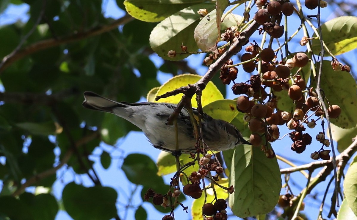 Yellow-rumped Warbler - Gregory Hamlin