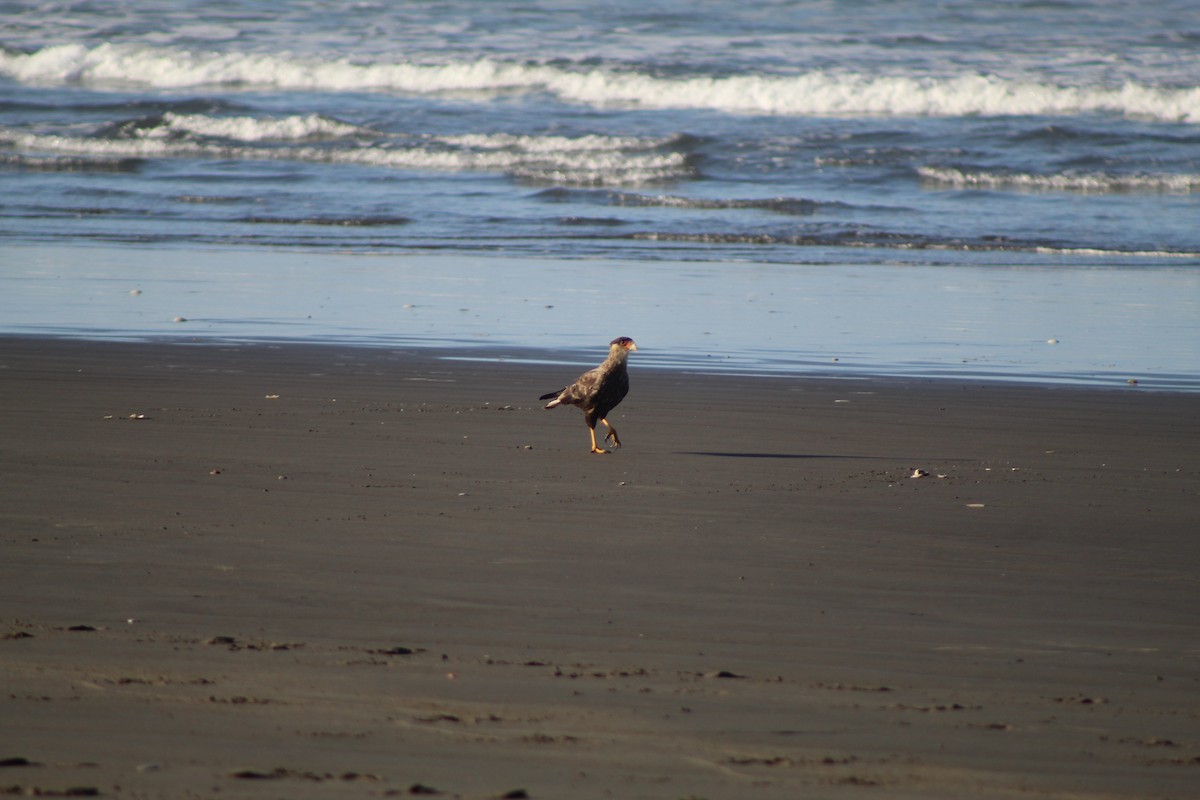 Crested Caracara - ML615321488