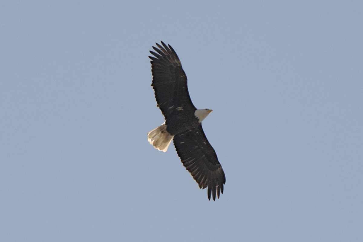 Bald Eagle - ML615321496