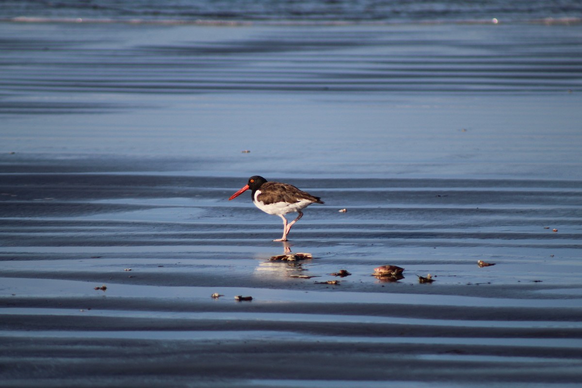 American Oystercatcher - ML615321510