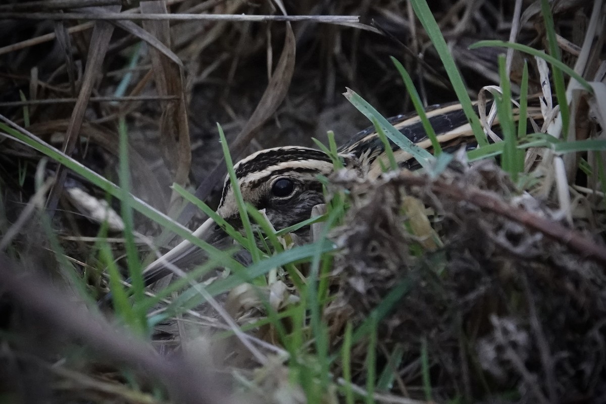 Jack Snipe - ML615321564