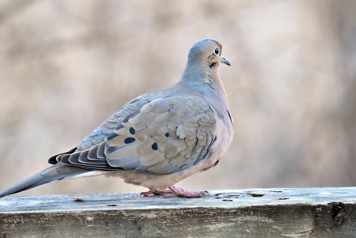 Mourning Dove - ML615321571