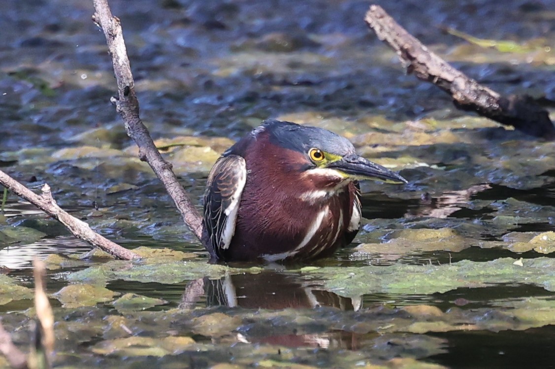 Green Heron - ML615321581