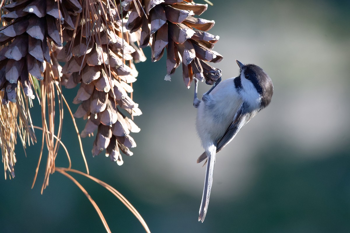 Black-capped Chickadee - ML615321607