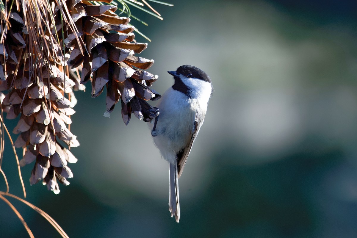 Black-capped Chickadee - ML615321611