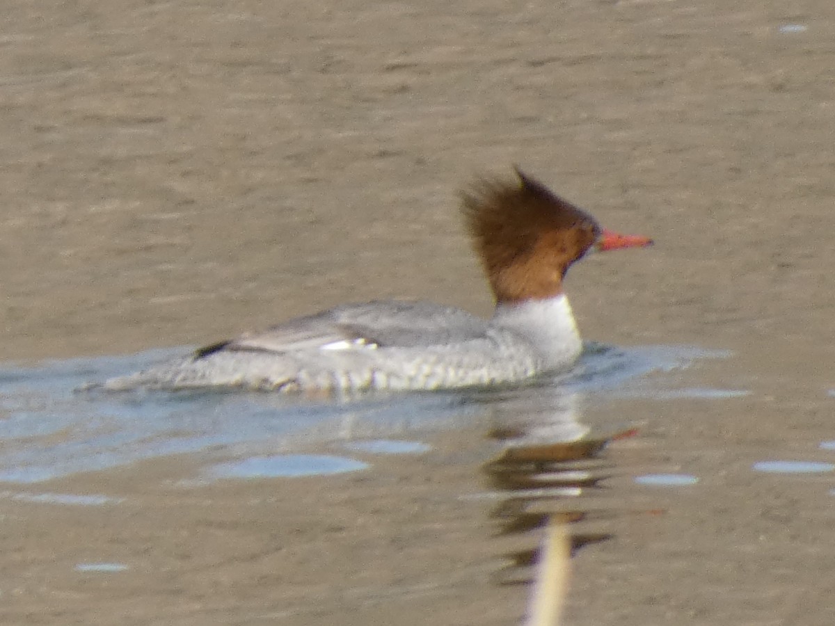 Common Merganser - ML615321653