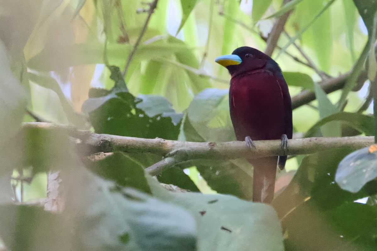 Black-and-red Broadbill - Stan Lilley