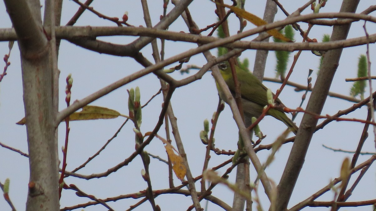 Swinhoe's White-eye - ML615321742