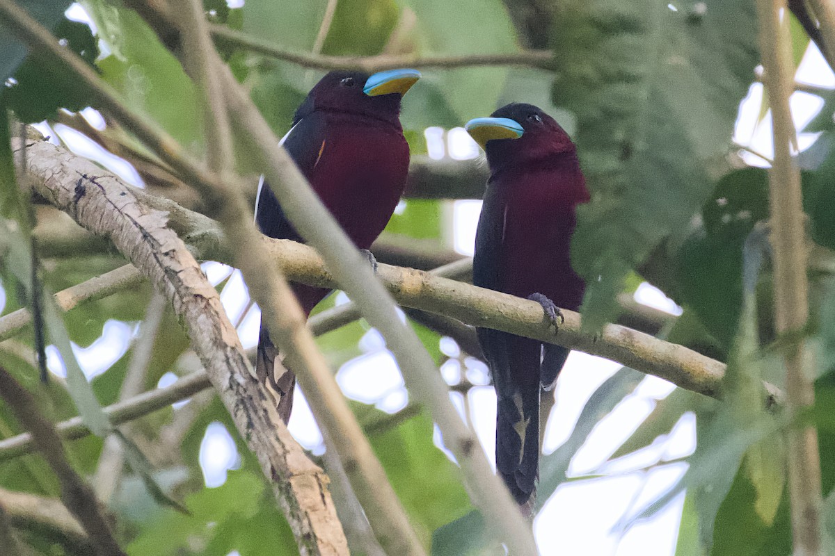 Black-and-red Broadbill - Stan Lilley