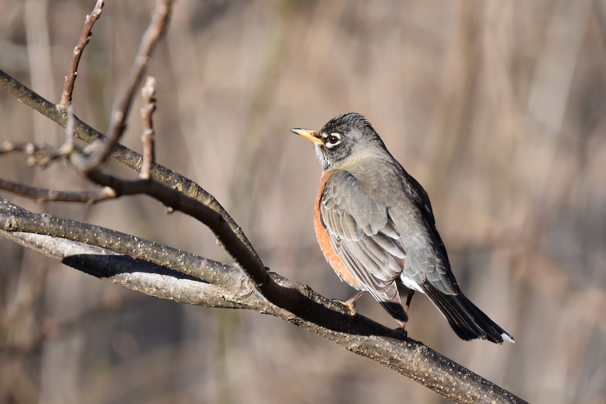 American Robin - ML615321792