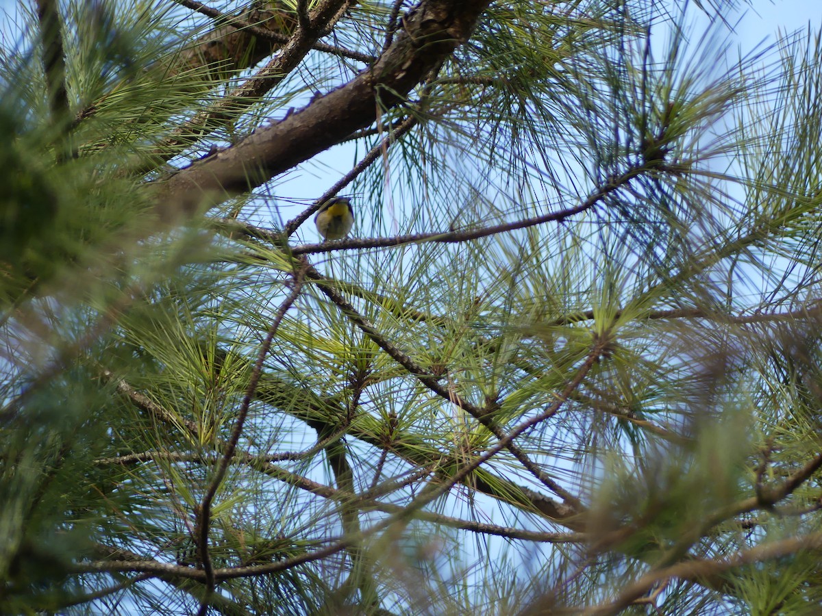 Palm Warbler - Tyler Edmondson