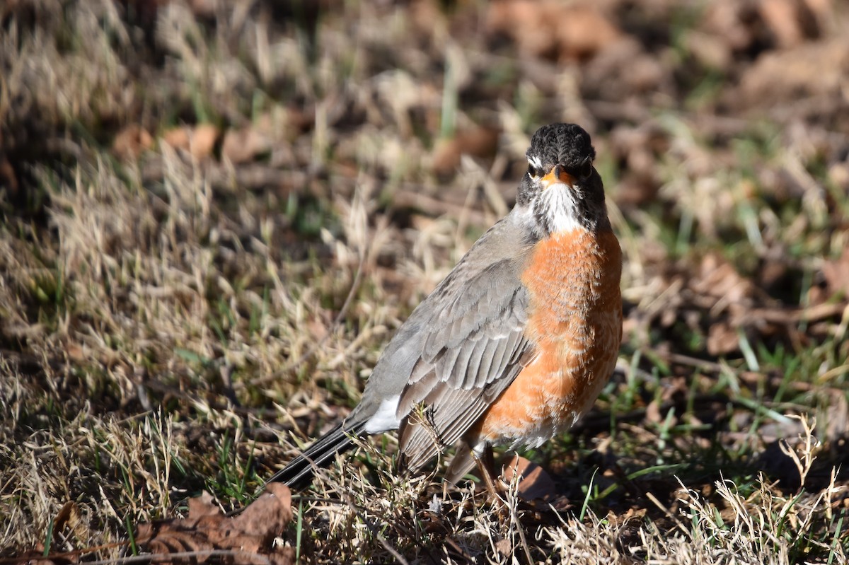 American Robin - ML615321847