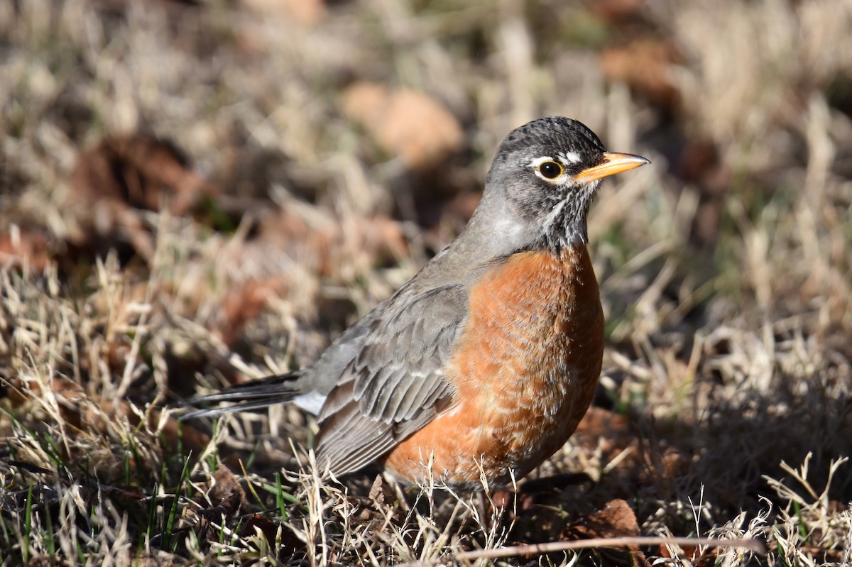 American Robin - ML615321848