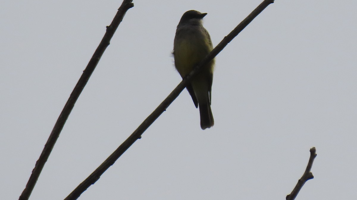 Cassin's Kingbird - ML615321853