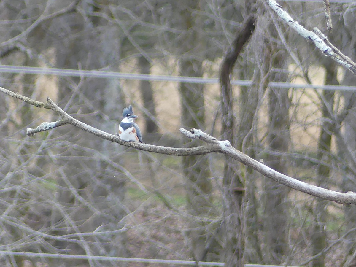 Belted Kingfisher - Tyler Edmondson