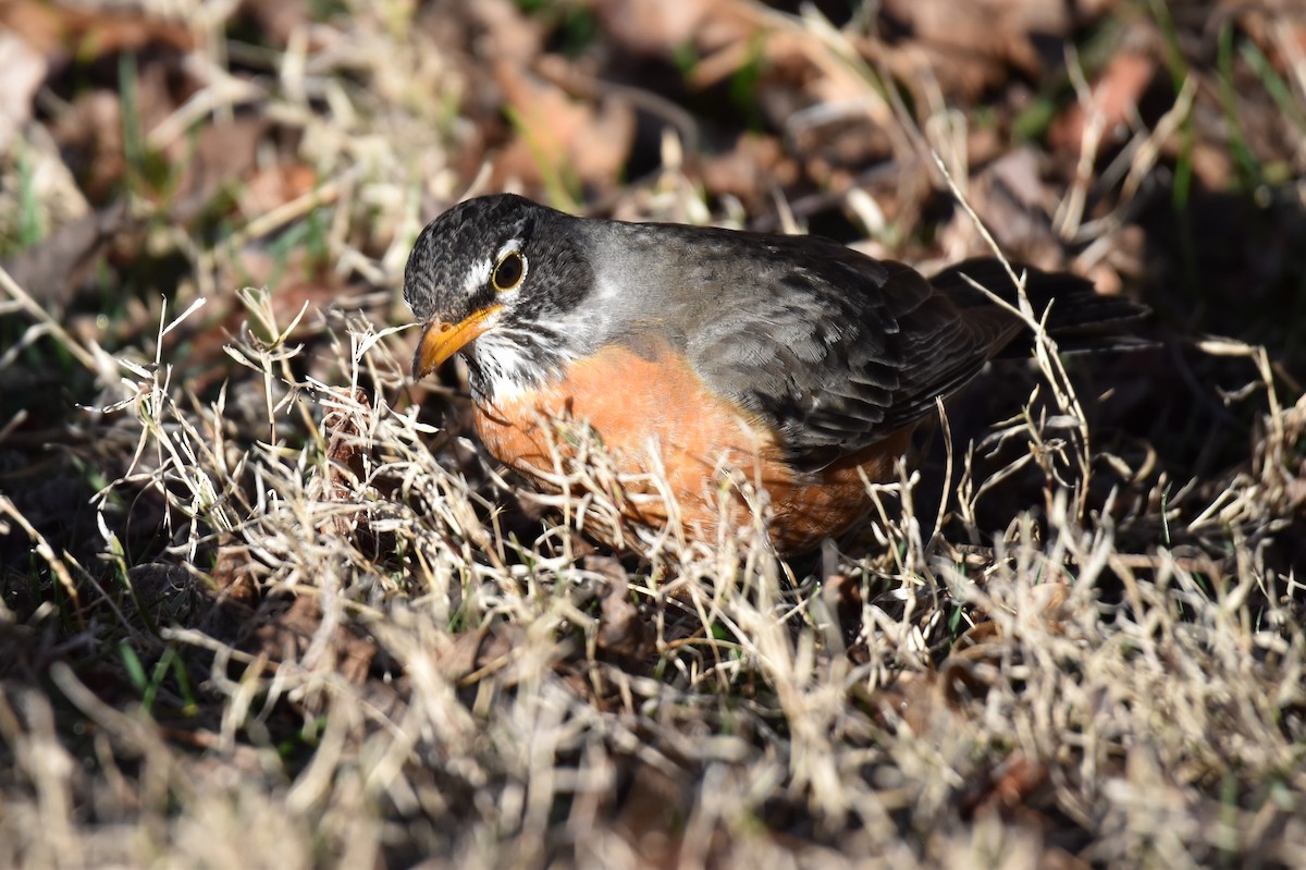 American Robin - ML615321880