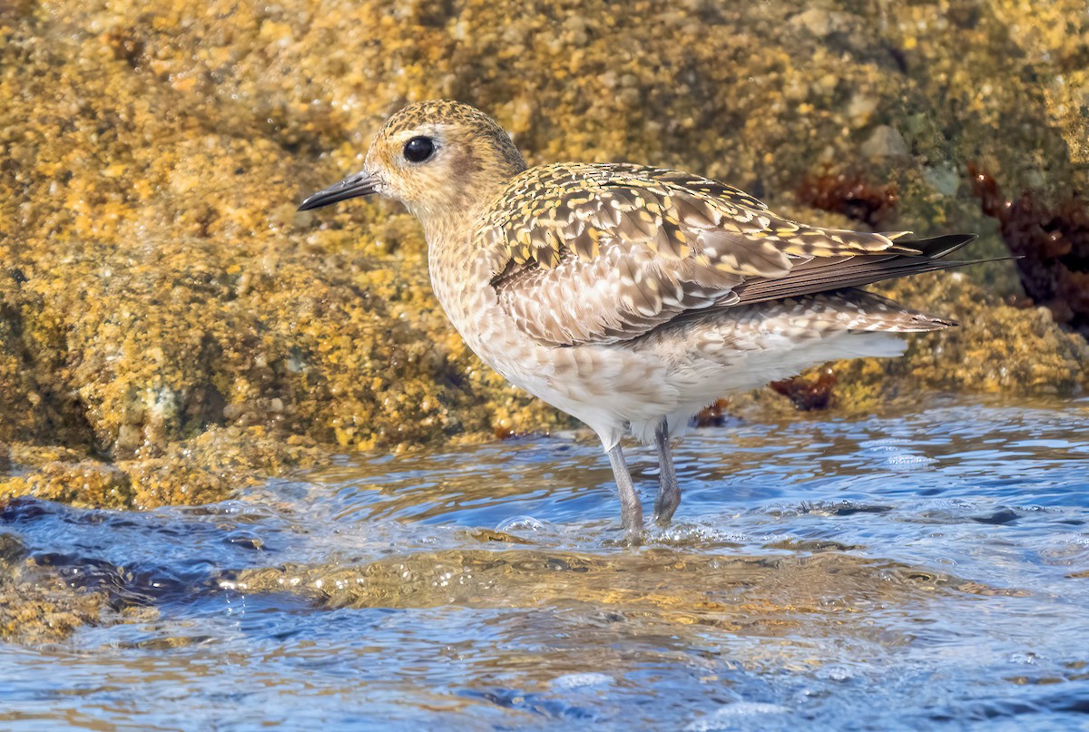 Pacific Golden-Plover - Mark Chappell