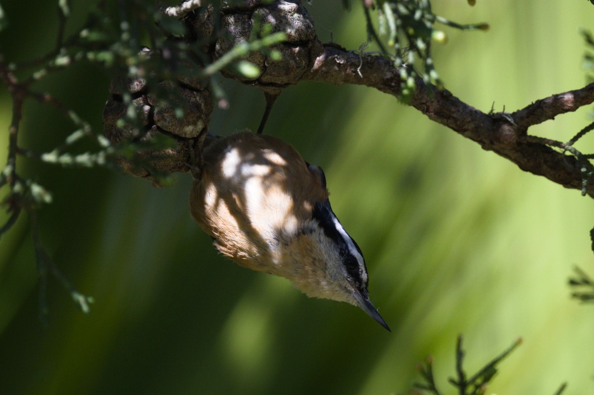 Red-breasted Nuthatch - ML615321943
