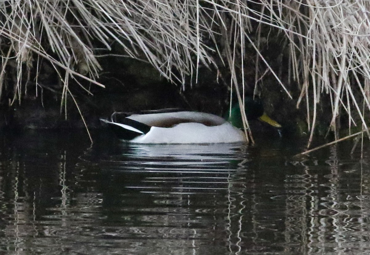 Canard colvert - ML615321962