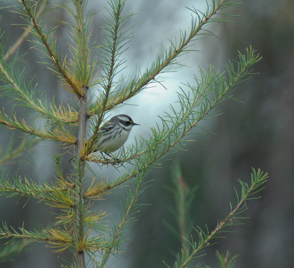Black-throated Gray Warbler - Jean-Phillipe Boucher