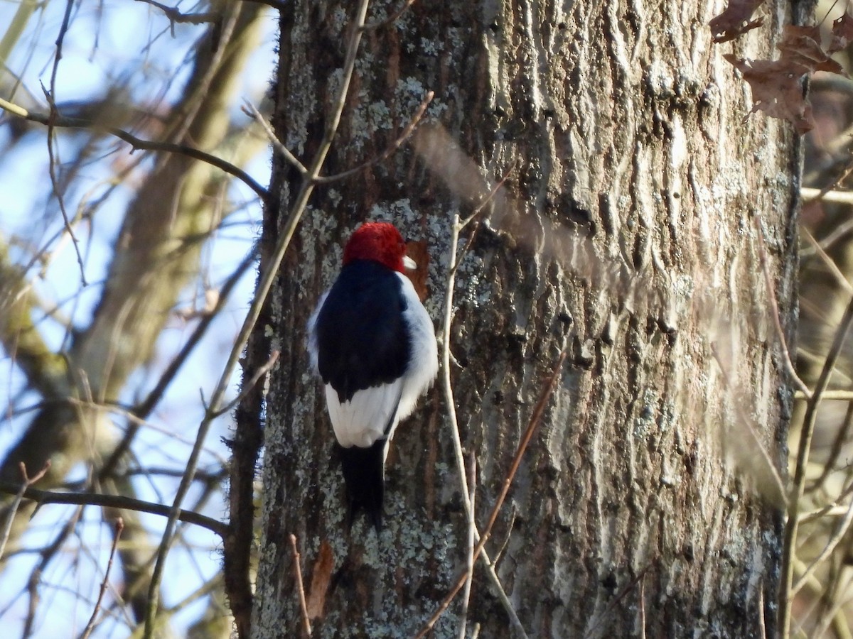 Red-headed Woodpecker - ML615322035