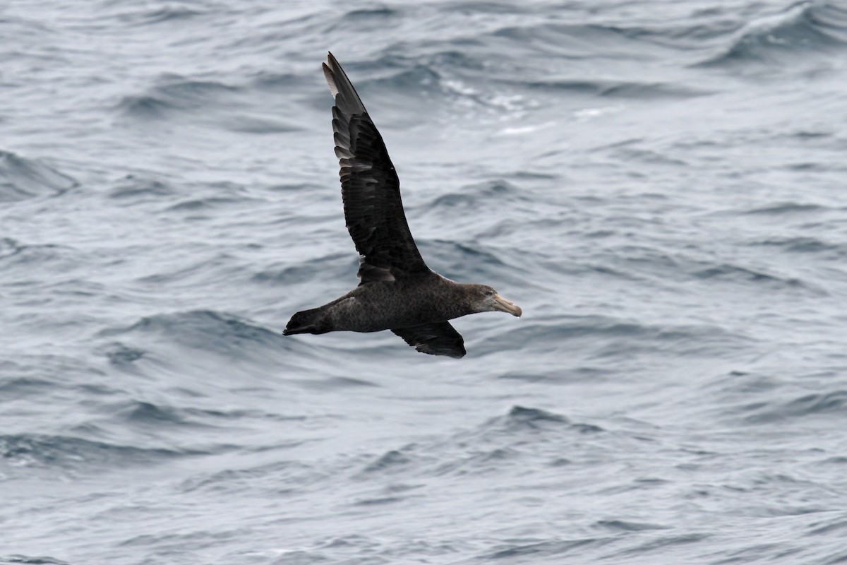 Northern Giant-Petrel - ML615322053